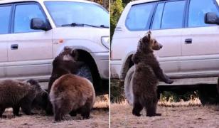 Ursuleţi filmaţi lângă o maşină, în Covasna
