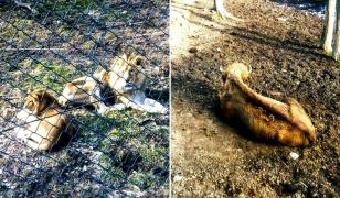 Animale la Grădina Zoologică Reşiţa