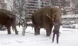 Doi elefanţi au evadat de la circ ca să se joace în zăpadă