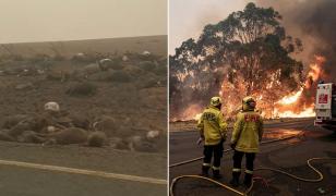Mii de canguri, koala și oi carbonizate pe o șosea din Australia