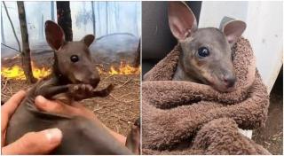Cangur salvat din flăcări, în Australia