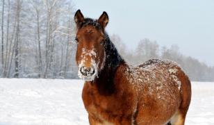 Cal ucis de stăpână în satul Corbu din judeţul Vaslui