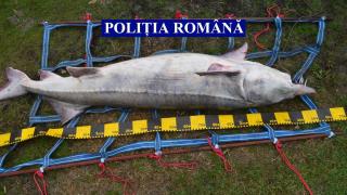 Morun viu, salvat de politiştii din Ialomiţa