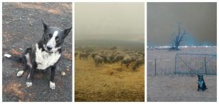 Situaţia incendiilor de vegetaţie din Australia, departe de a fi rezolvată