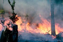 Incendii de vegetaţie în Australia