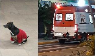 "O iubire credincioasă". Un câine loial a sărit în ambulanță, pentru a-și urma stăpânul | Video