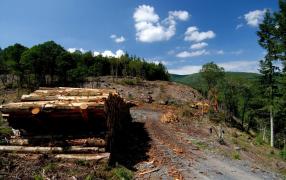 Păduri prădate de cei plătiți să le păzească, un inginer silvic și un pădurar au fost încătușați