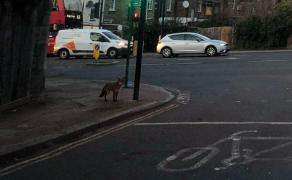 Vulpe lovită de maşină, pe Splaiul Unirii din București