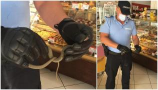 Un șarpe s-a adăpostit printre eclere și savarine, într-un magazin din Constanța