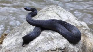 Viperele sunt specii veninoase și trebuie evitat contactul cu ele