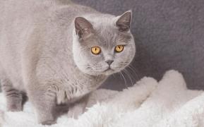 Pisică supraponderală din rasa British shorthair