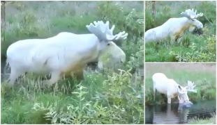 Elan alb, specimen foarte rar, ucis de braconieri spre disperarea canadienilor, care îl considerau "spiritul pădurii"