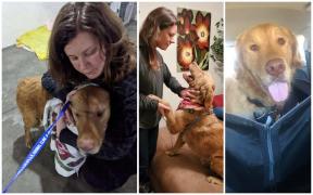 Un câine și-a regăsit stăpâna după aproape un an în care a rătăcit prin pădure