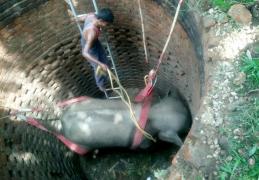 Elefant salvat dintr-o fântână adâncă de 6 metri, în India