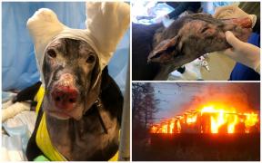 Matilda, cățelușa eroină care a salvat patru oameni dintr-un incendiu, însă ea s-a ales cu arsuri grave