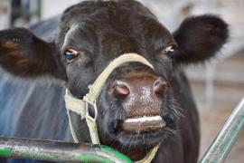 Tânăr mort pe loc la Buceşti, după ce s-a împuşcat în cap, din greşeală, cu arma de sacrificat animale