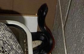 Femeia îşi pregătea micul dejun când a văzut reptila