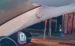 Incidentul a avut loc în Australia