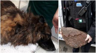 O femeie a sărit într-un râu pentru a salva un câine de la înec