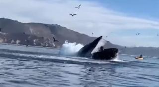 Două femei au fost la un pas de a fi înghițite de o balenă cu cocoașă, în largul Californiei