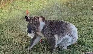 Animăluţul s-a hidratat şi răcorit