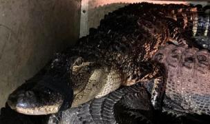 Bărbatul curajos a prins reptila care se plimba prin faţa casei, în SUA