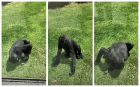 O gorilă de la Zoo se apropie de o pasăre rănită și încearcă să o ajute să-și ia zborul