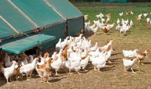 Focar de gripă aviară în Japonia, cel mai grav din istoria ţării