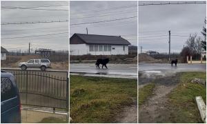 Căţel abandonat de stăpân în mijlocul străzii, chiar de Crăciun. Sărmanul animal a început să urle sfâşietor după omul său. Localnic "Off, cât suflet să ai"?