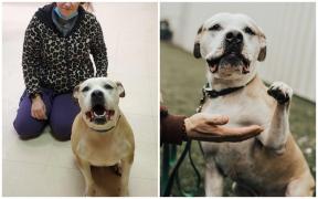 Povestea lui Junior, câinele care și-a așteptat stăpâna timp de 8 ani să-l regăsească, după ce a fost furat de acasă