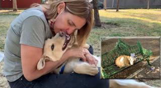 Câinele abandonat pe o bancă, cu un mesaj de-a dreptul tulburător alături, a ajuns acasa