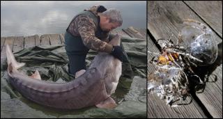 Un sturion uriaș s-a lăsat ajutat de pescari, după ce a înghițit resturi de plastic