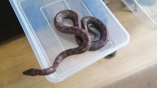 Șarpele furat de tânăr din vivariul Universității Babeș Bolyai