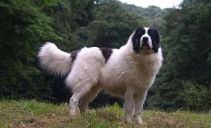 Câine ucis de vânător