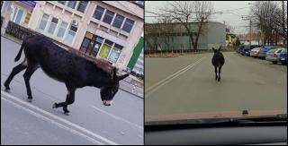 Măgar surprins pe străzile din Ploiești