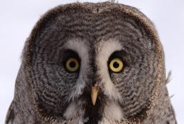 Recensământul bufniţelor