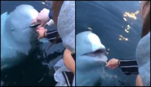 iPhone scăpat în mare, recuperat de un delfin alb