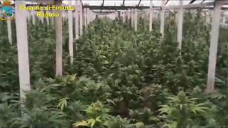 Plantația de marijuana din Sicilia crescută de român
