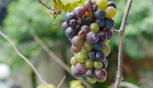 Putregaiul negru la vița de vie: ce este și cum se poate combate