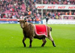 Hennes, mascotă FC Koln