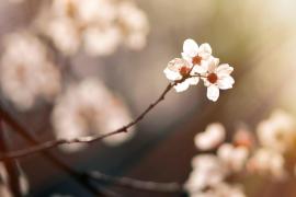 Vremea 30 martie - 12 aprilie 2020