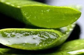 Proprietati, beneficii si utilizari ale plantei de Aloe Vera