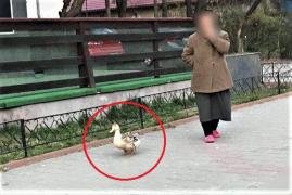 Bunicuță ieșită cu o rață la plimbare iertată de amendă, la Botoșani. Poliția: "Colegii cunosc rățușca"