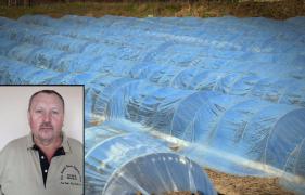 Un român aflat la cules de sparanghel în Germania a murit