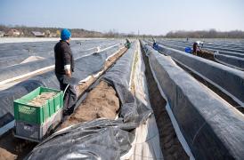 Român plecat la sparanghel, în Germania, confirmat cu covid-19, găsit mort în baracă