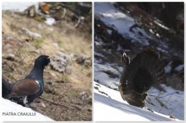 Imagini rare, surprinse în masivul Piatra Craiului. Cocoșii de munte își caută perechea
