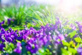 Vremea 28 aprilie - 10 mai