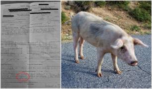 Femeie cu un porc pe stradă, amendată pentru nerespectarea restricțiilor, în Satu Mare