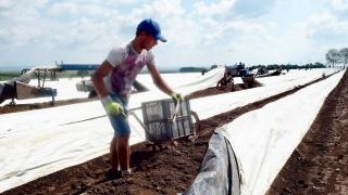 Români la sparanghel