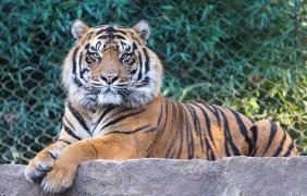 Tigru la o grădină zoologică